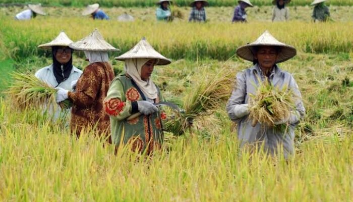 Produksi Pangan Menurun Di Kaltim, Pertumbuhan Penduduk Semakin Meningkat