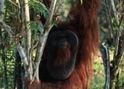Pertamina Group Garap Konservasi Orang Utan di Kalimantan Timur