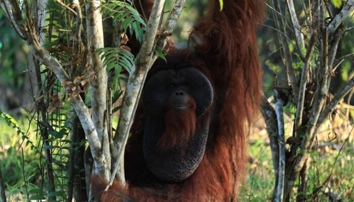 Pertamina Group Garap Konservasi Orang Utan di Kalimantan Timur