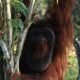 Pertamina Group Garap Konservasi Orang Utan di Kalimantan Timur