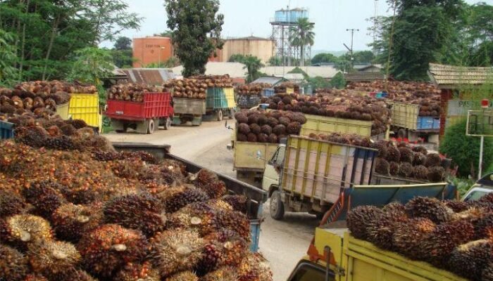 Industri Sawit Mendukung Ketahanan Pangan dan Energi Nasional