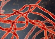 Jaga Kutim Tetap Bebas Anthrax: DTPHP Perkuat Sistem Pengawasan Melalui Edukasi dan Deteksi Dini