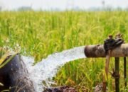 DTPHP: Air Jadi Kunci Masa Depan Sawah dan Penghidupan Petani Kutim