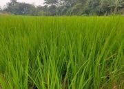 Kutim Capai Tiga Musim Tanam Padi Pertama Kalinya Berkat Modernisasi Pertanian