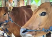 DTPHP Kutim: Program Breeding Kembali Hidupkan Masa Depan Peternak Sapi Kutim