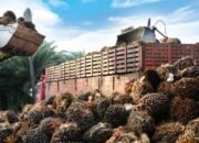 Kutim Mantapkan Arah Hilirisasi Sawit untuk Perkuat Industri Daerah