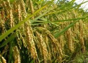 Penangkar Benih Lokal Bantu Petani Kutim Kurangi Ketergantungan Pasokan Luar dan Perkuat Ketahanan Desa